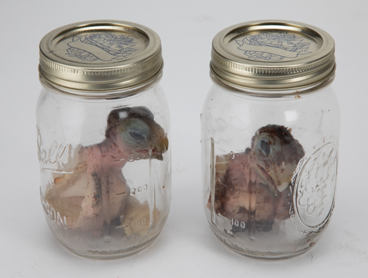 Official "On The Doll" Feature Film Bird Prop